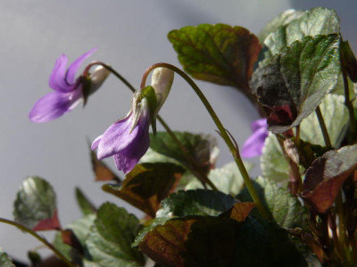 P1100866.jpg