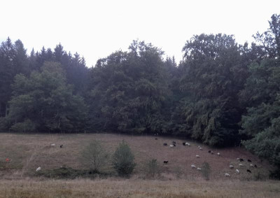 borstgrasrasenpflege222.durchgang.jpg