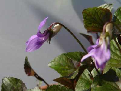 P1100865.jpg