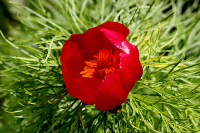 St_Paeoniatenuifolia06058.jpg