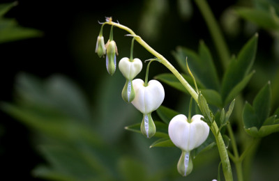 St_Dicentra06058.jpg