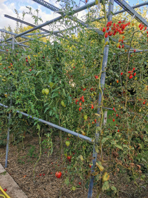 Tomaten 20220908.jpeg