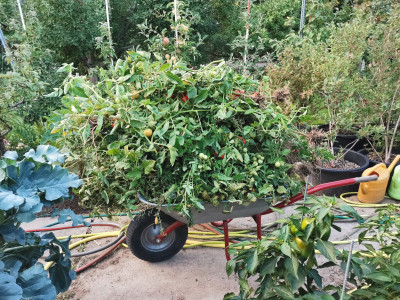 Tomaten Entsorgung.jpeg