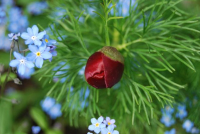 Tenuifolia_08_Knospe.jpg