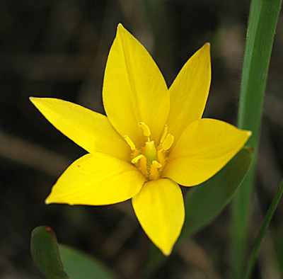 Tulpe-Tien-Shan-.jpg