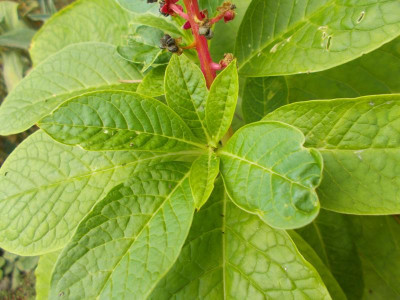 DSCN4461_Phytolacca_oder_nicht.jpg