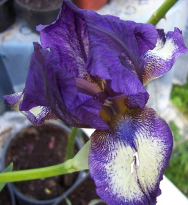 000_2520_Iris_Pepper....jpg