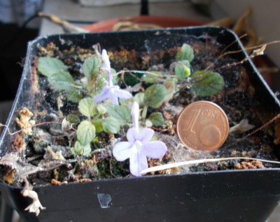DSCN4592_Sinningia_pusilla.jpg