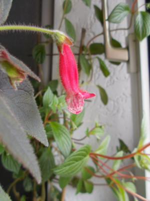 DSCN4590_Kohleria_Queen_Olympus.jpg