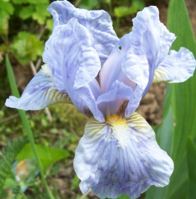000_2527_hellblaue_Nana.jpg