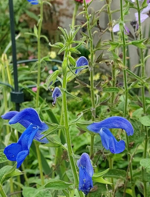 Salvia patens2.jpg