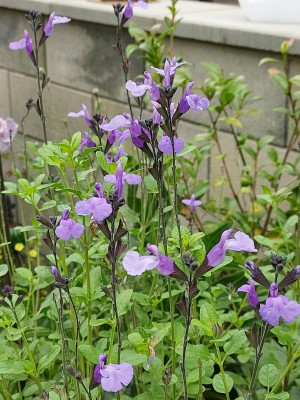 Salvia mycrophylla lila.jpg