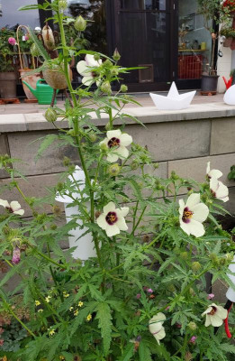 Hibiscus cannabinus september.jpg