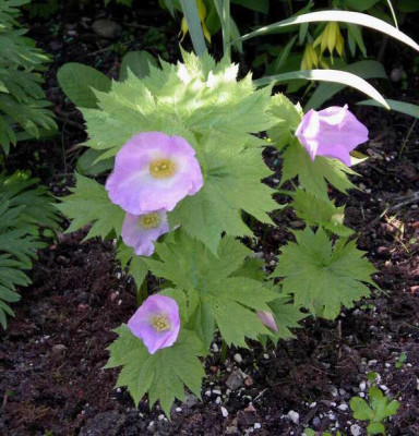 Glaucidum_palmatum_2008-05-05.JPG