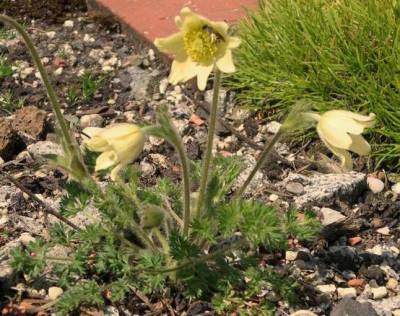 Pulsatilla_lutea_2008-05-05.JPG