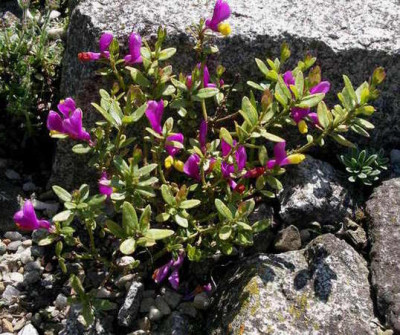 Polygala_chamaebuxus_Multicolor_2008-05-05.JPG
