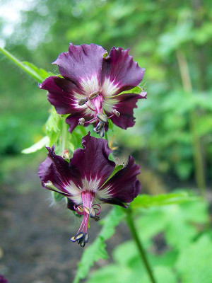 100_1835Phaeum-Saemling.jpg