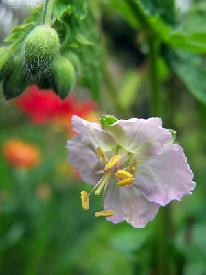100_1839PhaeumRoseum.jpg