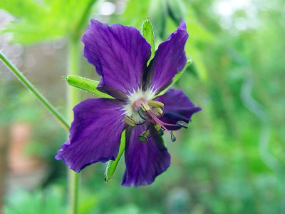 100_1830LillyLovell.jpg