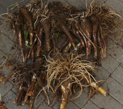 Crinum.jpg