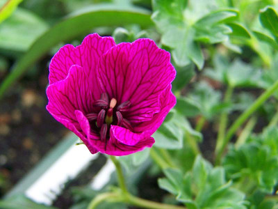 100_1827PurplePillow.jpg