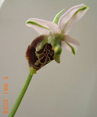 O-holoserica_2.JPG