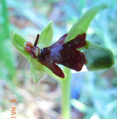 O-insectifera.JPG