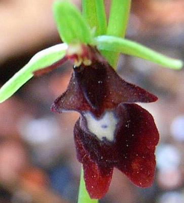 Ophrys_-Bienenragwurz.JPG