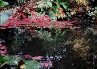 Acer_bei_Wasser.JPG