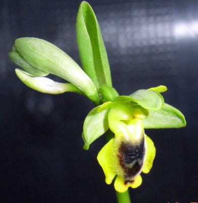 ophrys_-lutea.JPG