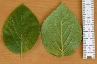 Blatt_DS.JPG