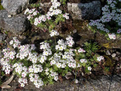 Androsace_barbulata_2008-05-06.JPG