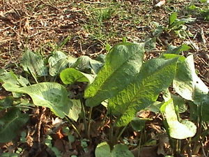 300px-Rumex_obtusifolius_28Habitus29.jpg