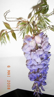 Wisteria_blau.JPG