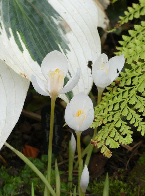 2022-09-11 Crocus banaticus 'White Snow'.jpg