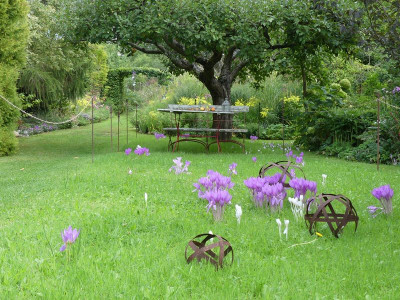 2022-09-11 Colchicum 1.jpg