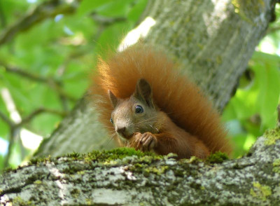 2022-09-11 Eichhörnchen 2.jpg