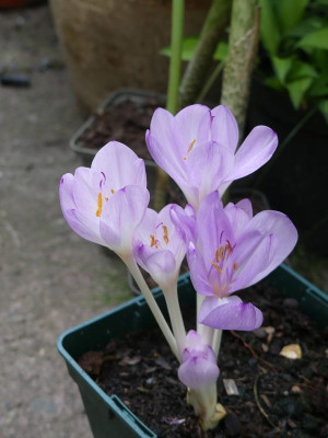 2022-09-07 Colchicum 1.jpg