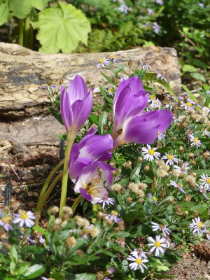 2022-09-11 Colchicum 'Artur Klark' 1.jpg