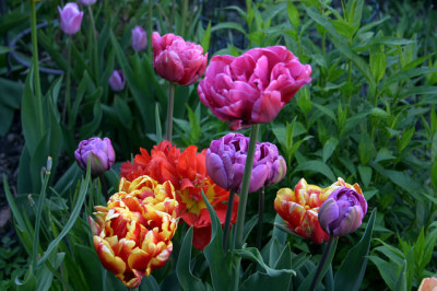 Tulpen5808.jpg