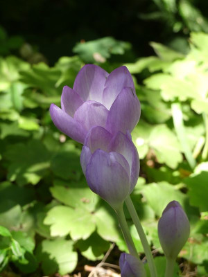 2022-09-11 Colchicum 'Herbstkugel' 2.jpg