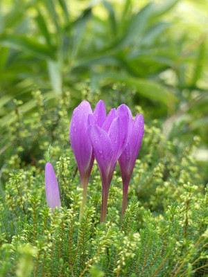 2022-09-11 Colchicum 'Jenny Robinson' 2.jpg