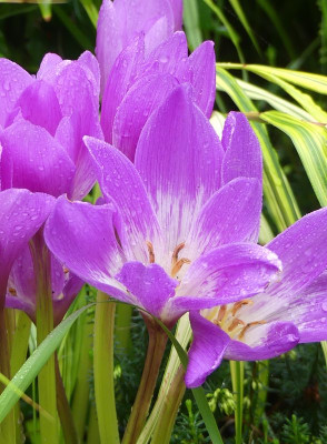 2022-09-11 Colchicum 'Jenny Robinson' 4.jpg