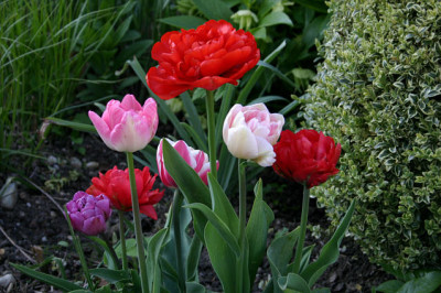 Tulpen5208.jpg