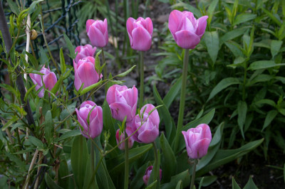Tulpen5108.jpg
