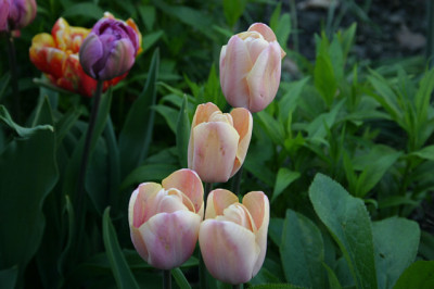 Tulpen5408.jpg