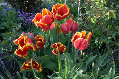 Tulpen5008.jpg