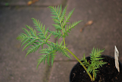 Molospermum-Mai0608.jpg