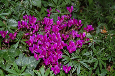 DSC_0482.JPG