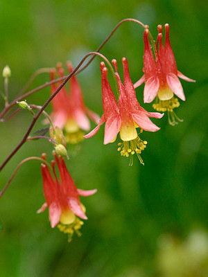 aquilegia-canadensis.jpg